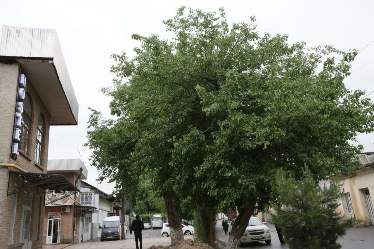 Gulsara Hostel Szamarkand Kültér fotó